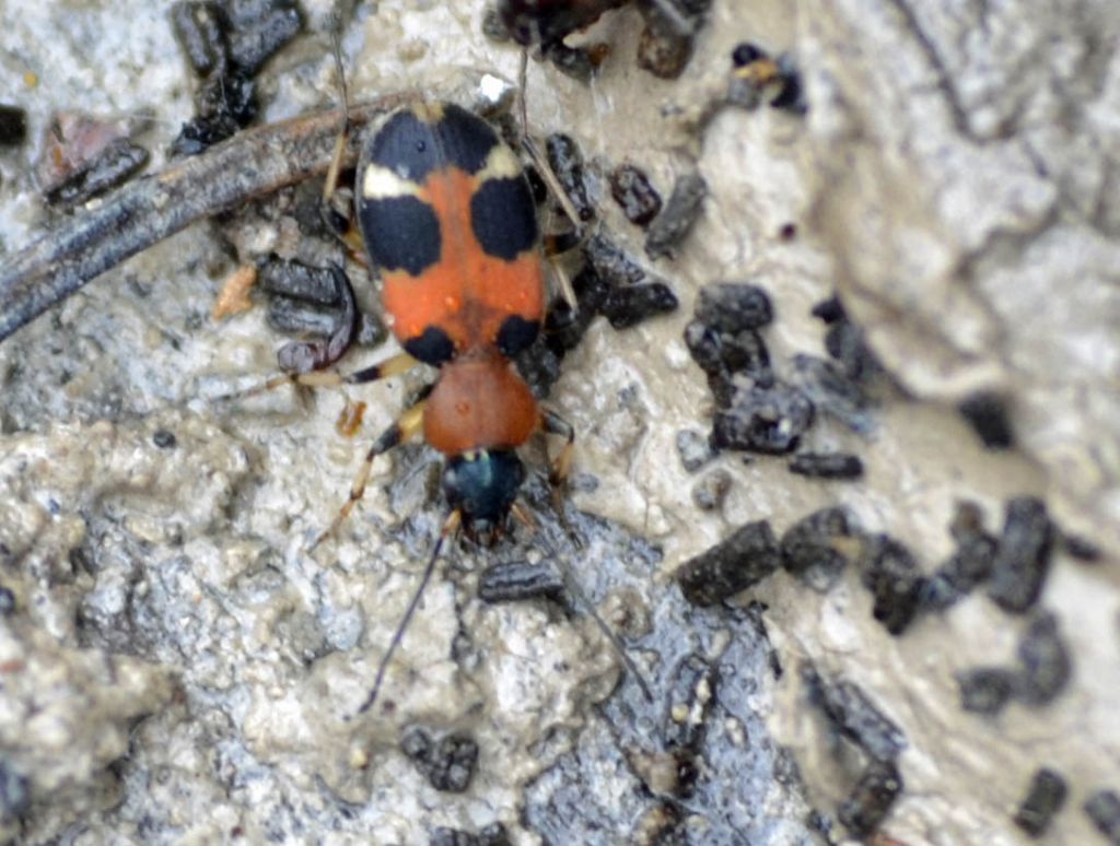 Callistus lunatus, Carabidae